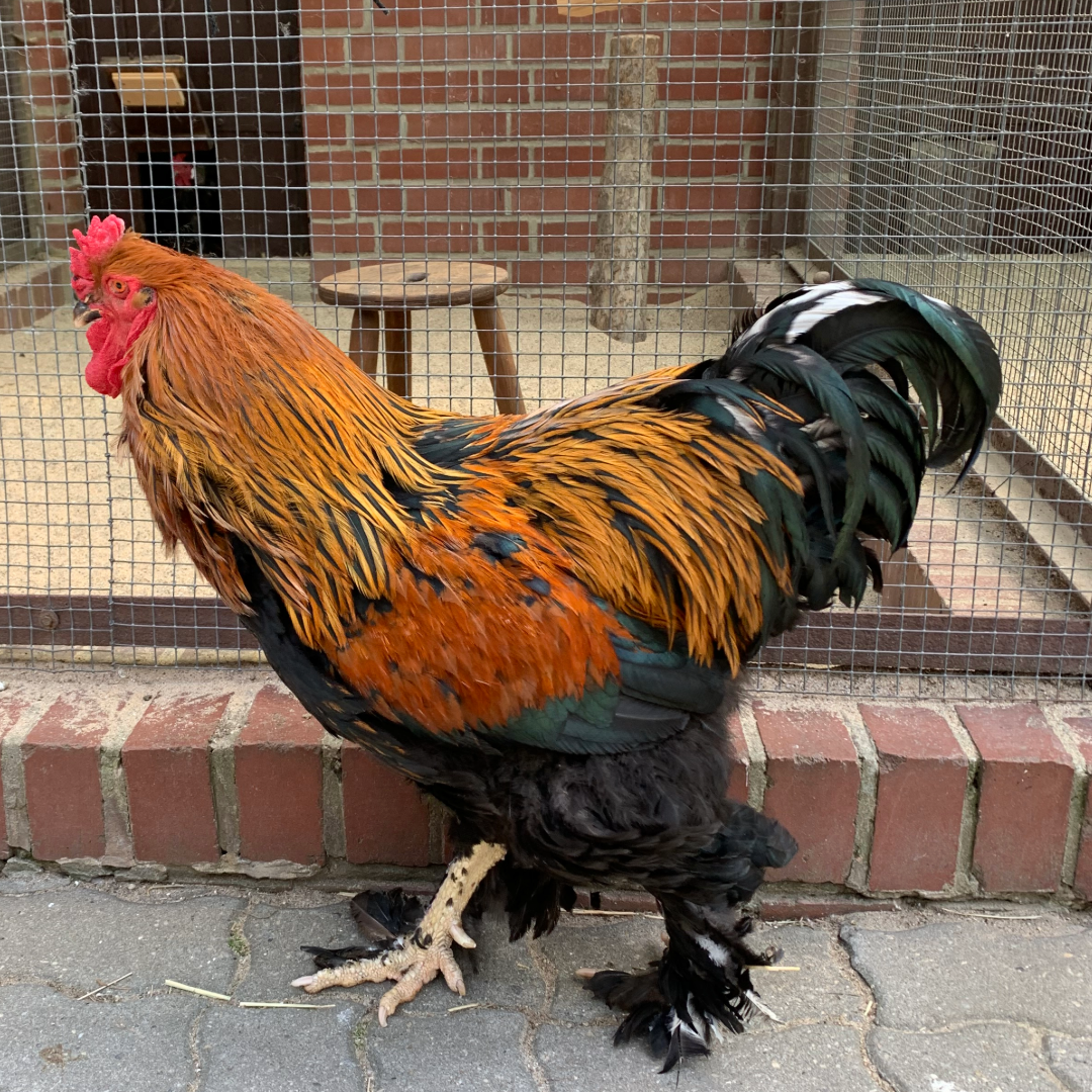 S-Bahnhof Raoul-Wallenberg-Straße