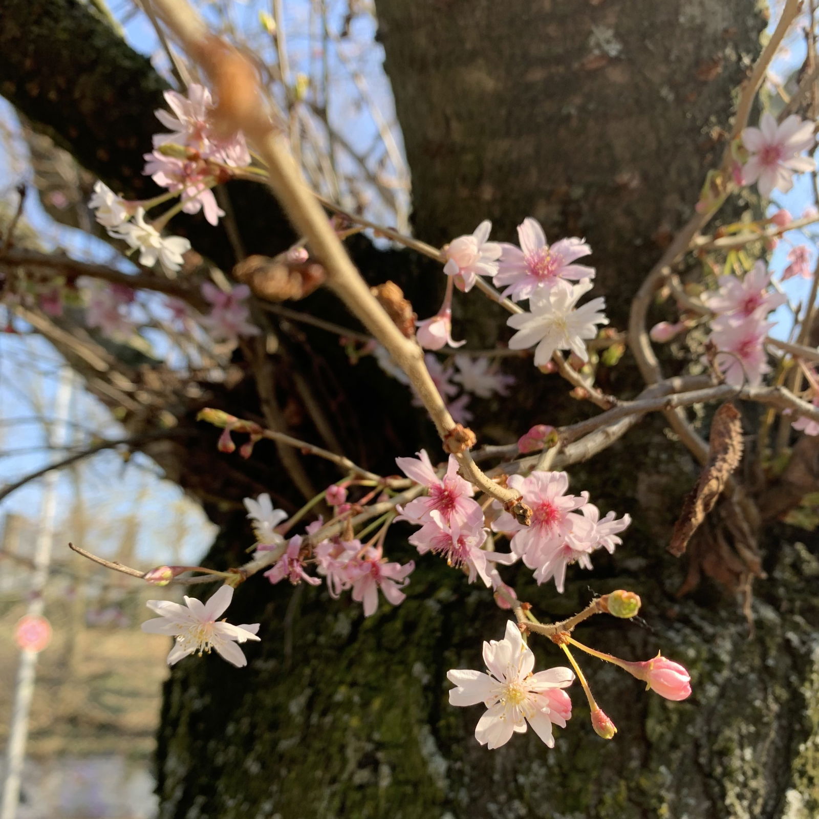 S-Bahnhof Bornholmer Straße