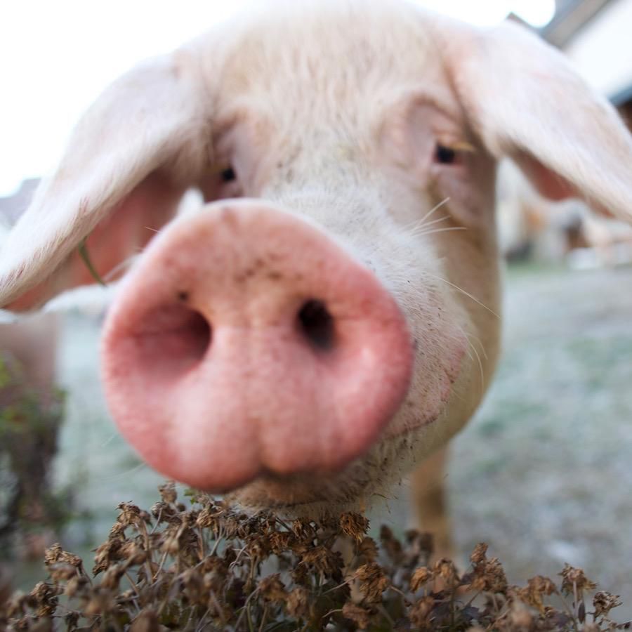 Wenn ein Tier keinen Nutzen mehr hat