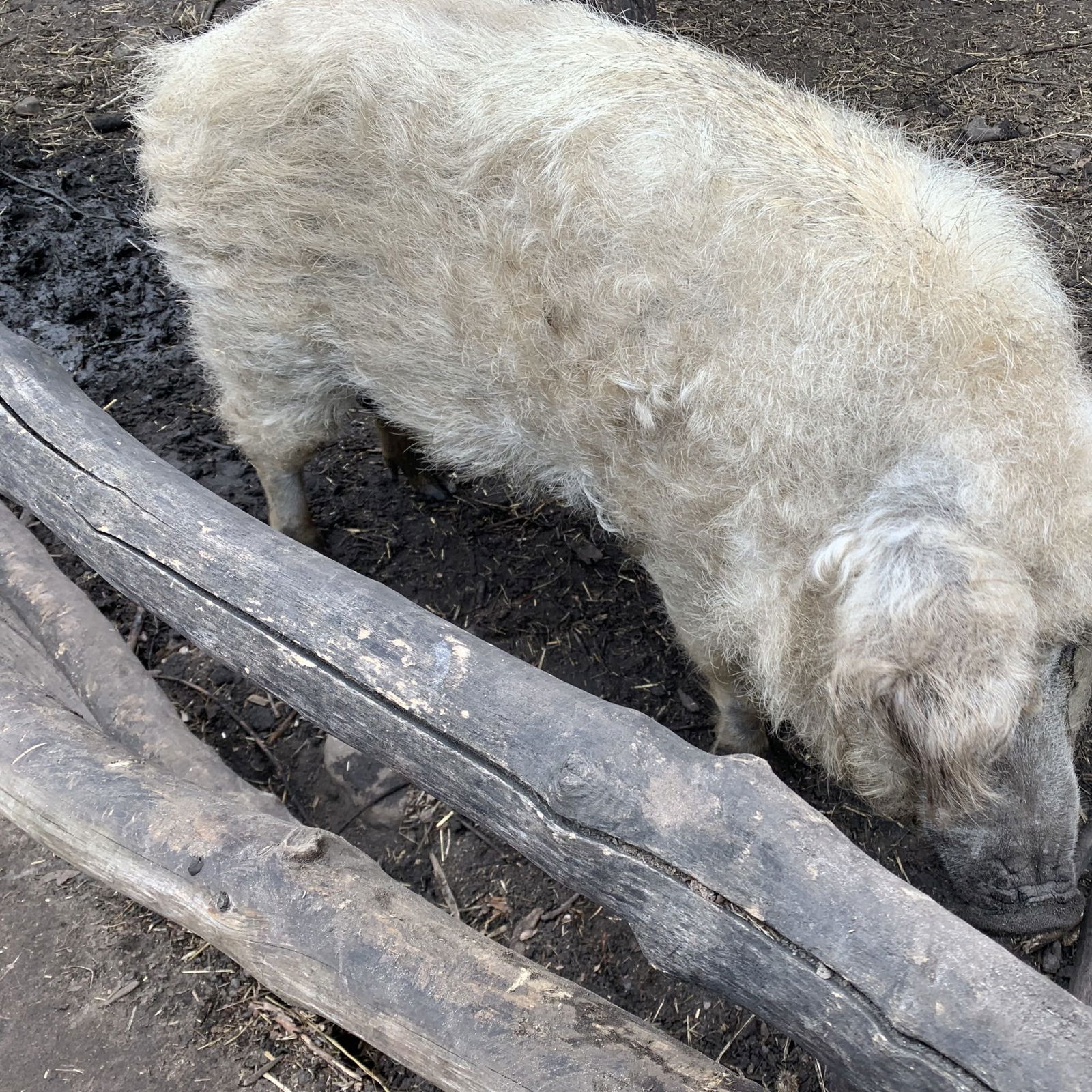S-Bahnhof Wollankstraße